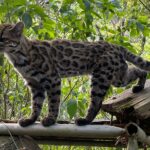 Seitenprofil vom Tilcayo in Gefangenschaft vor der Kulisse des bolivianischen Urwalds